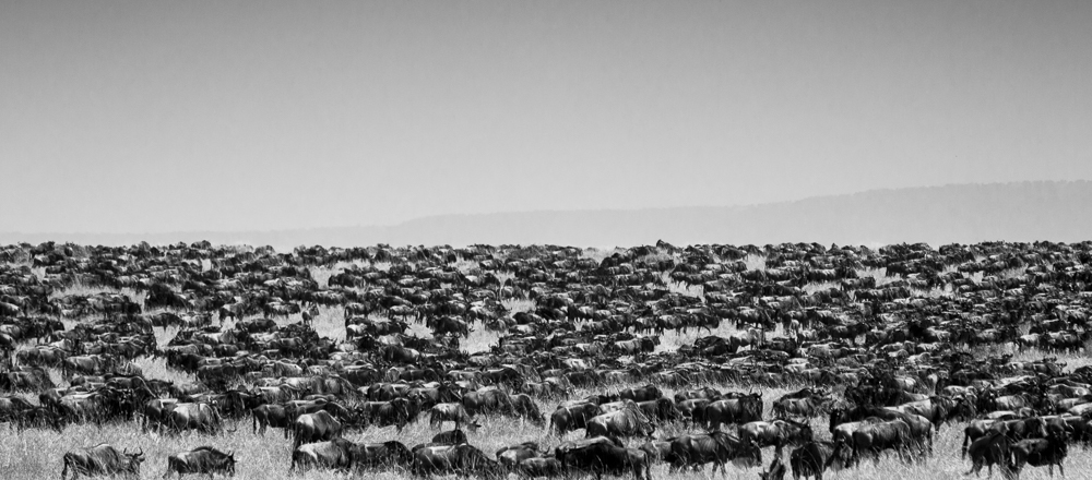 Migration of wildebeest to the horizon
